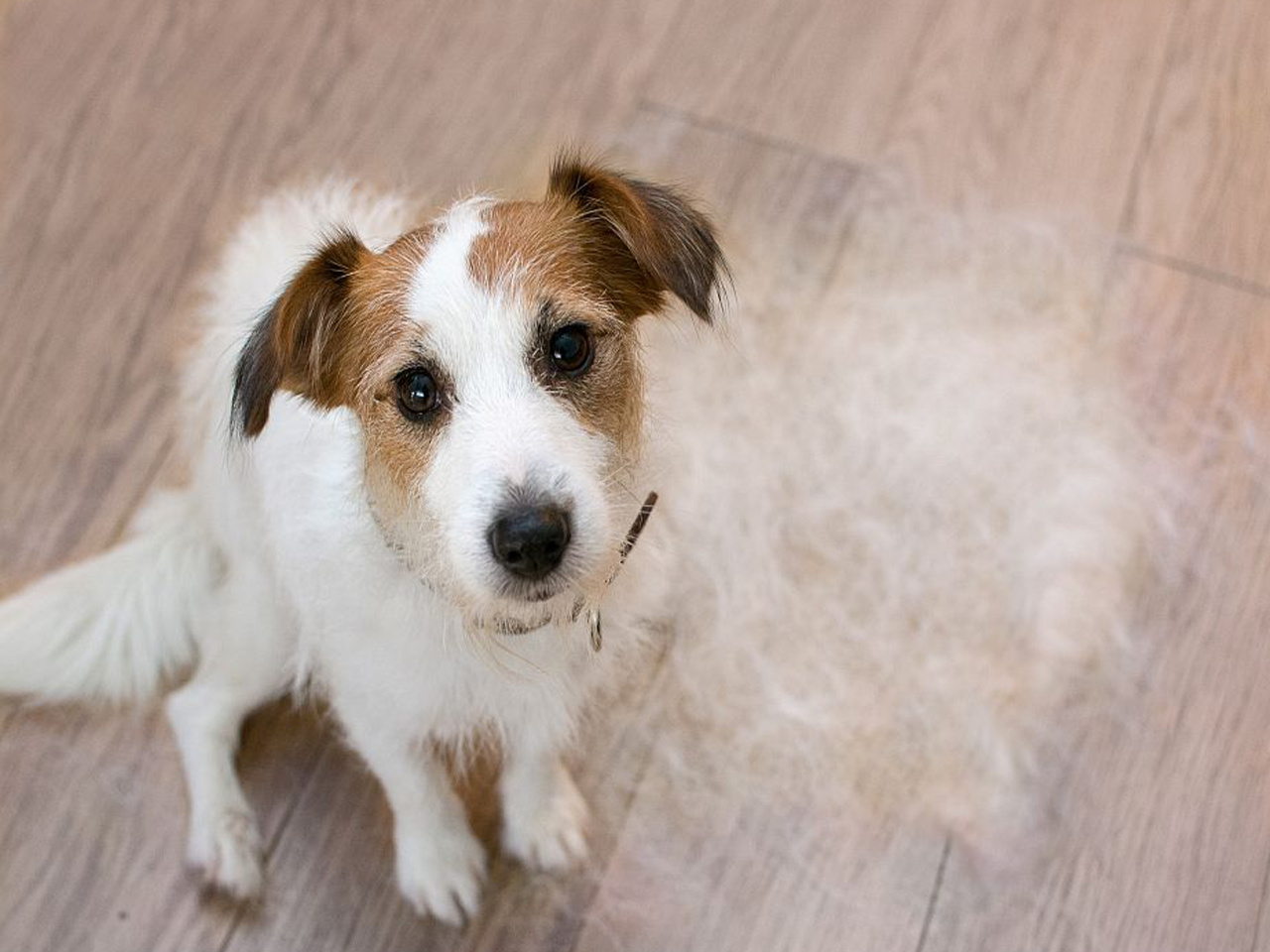 Haarausfall bei Hunden: Tipps für Fellpflege & Gesundheit