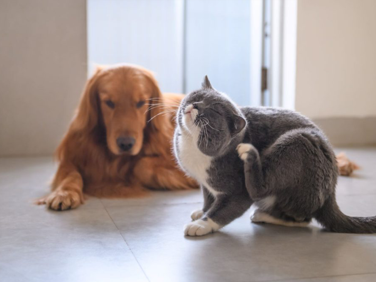 Was tun gegen Ektoparasiten bei Hund und Katze?