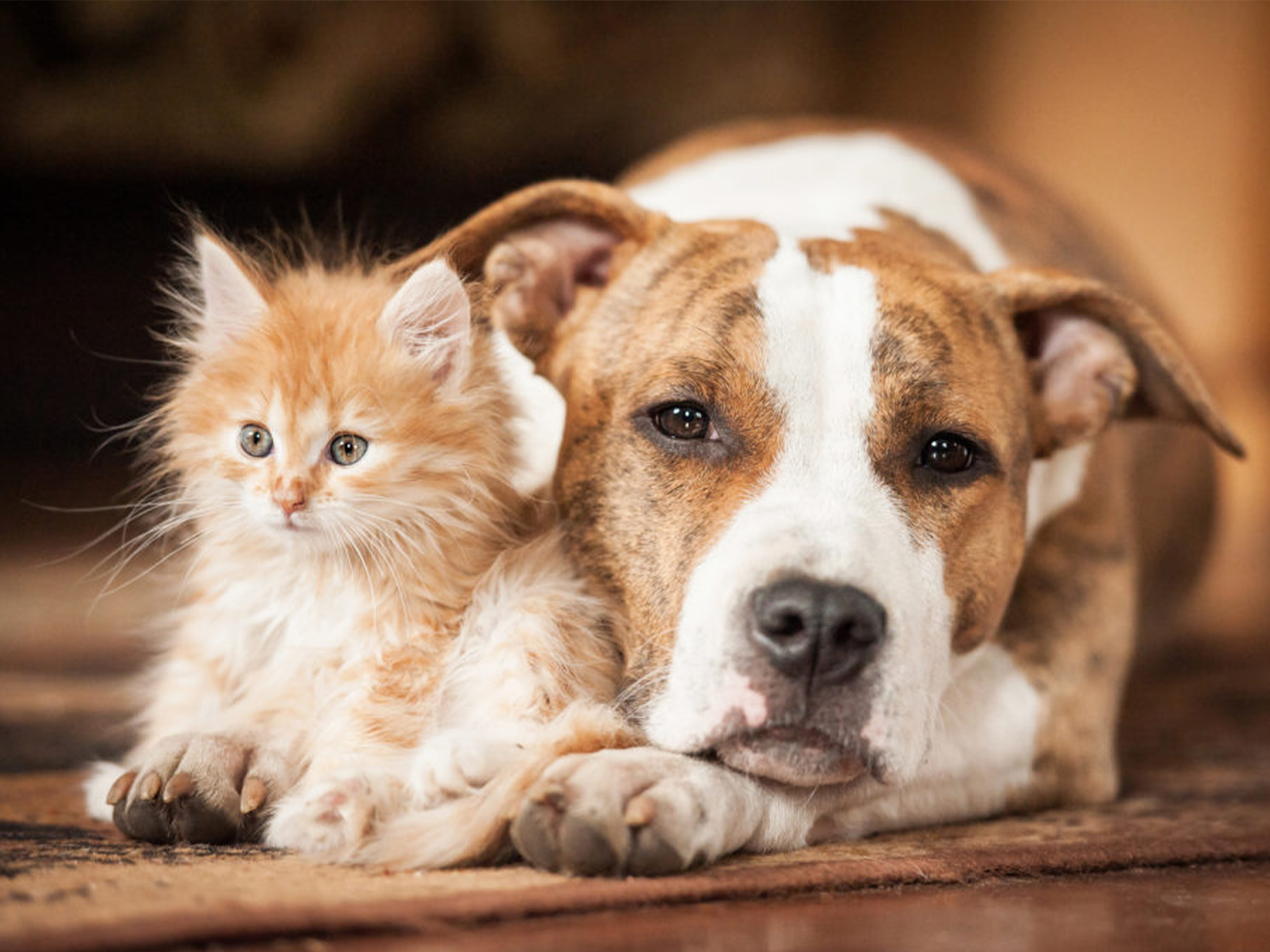 Haustiere: Welche Parasiten befallen Hunde und Katzen?