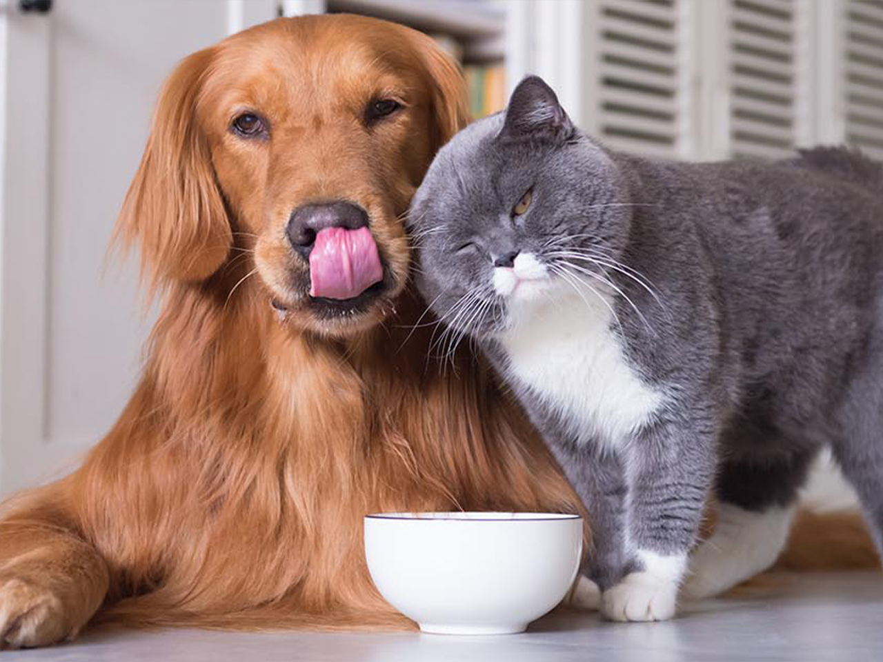 Fellpflege für Hunde & Katzen – mit Envira Vet