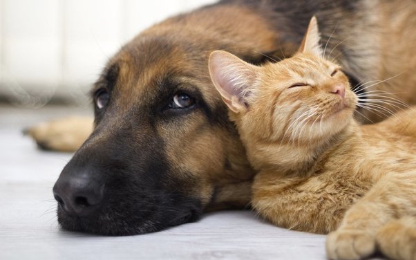 Juckreiz bei Hund und Katze: Was tun?