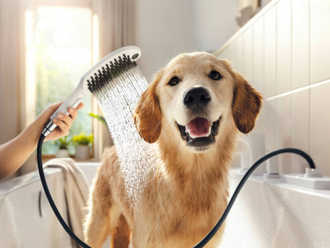 Haustiere: 5 Tipps für die Fellpflege